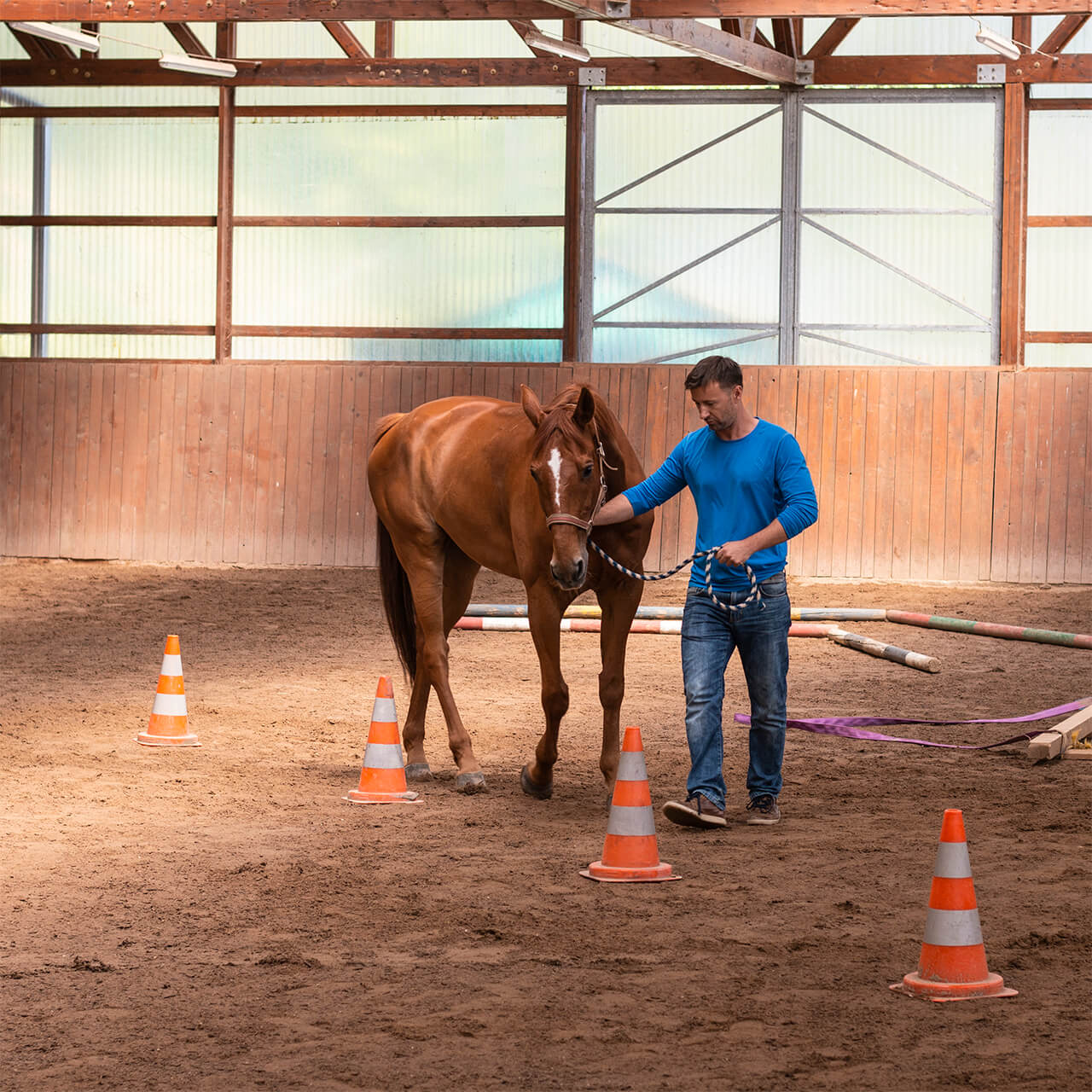 Cvičení s koněm